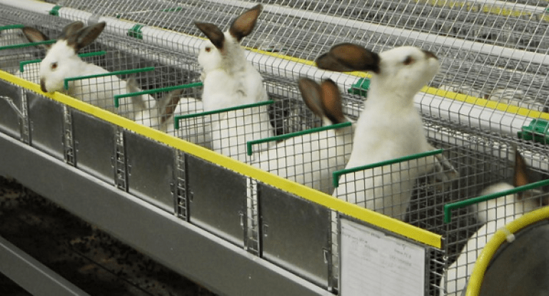 a lot of rabbits