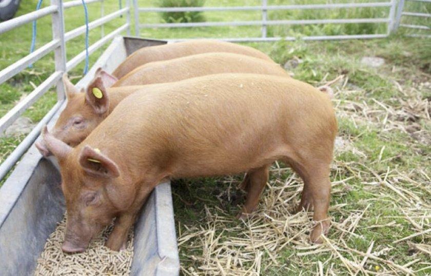 voer voor varkens