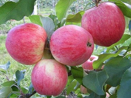 pomme croustillante au miel