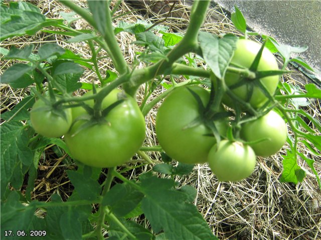 rajče hali gali v zahradě