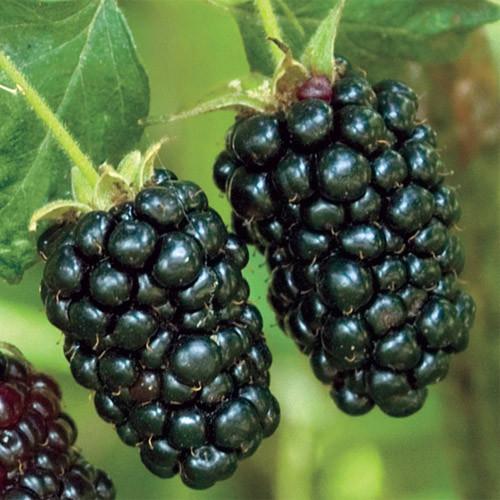 reife Brombeeren