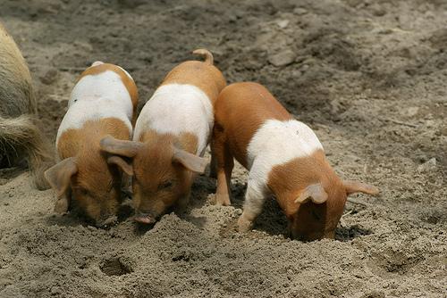 Porc de protesta danès