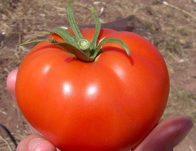 rané zrání volgogradských rajčat v zahradě