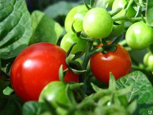 Tomates boni mm en campo abierto.