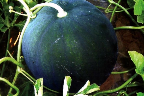 watermelon Ogonek in the greenhouse 