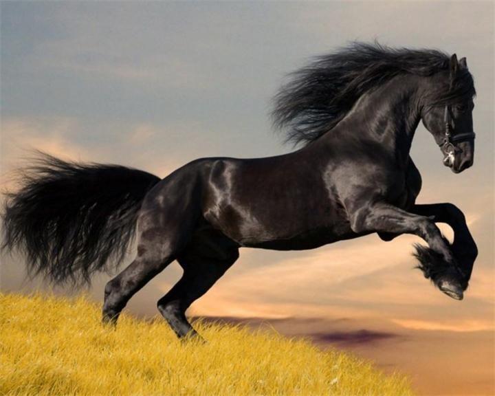 Arabský kůň