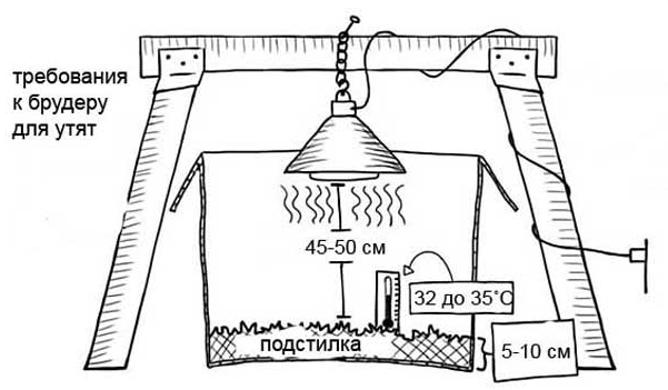 brooder kreslení