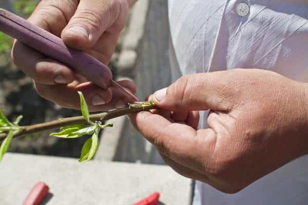 process of processing cuttings for apple trees 