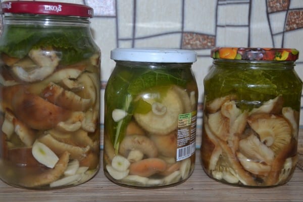 pickled milk mushrooms in small jars