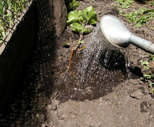 uvas de olivo