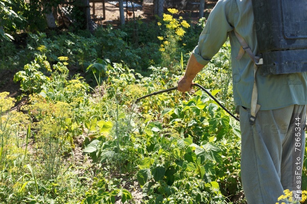 spraying potatoes in open ground