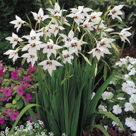 duftender Gladiolus Acidanthera