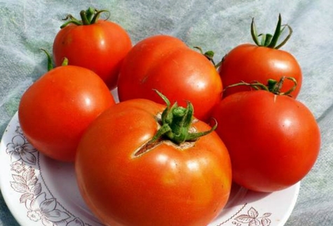 Tomate du Labrador sur une assiette