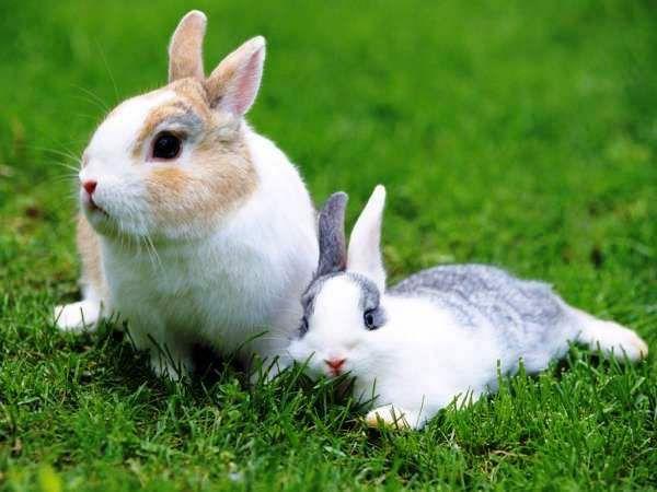 coccidiosis in rabbits