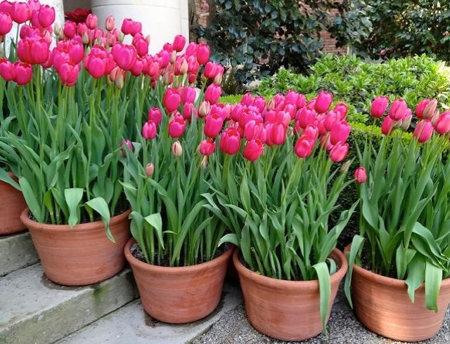 planting tulips