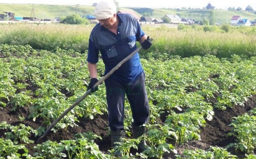 hilling potatoes