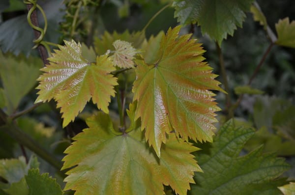 les feuilles jaunissent 