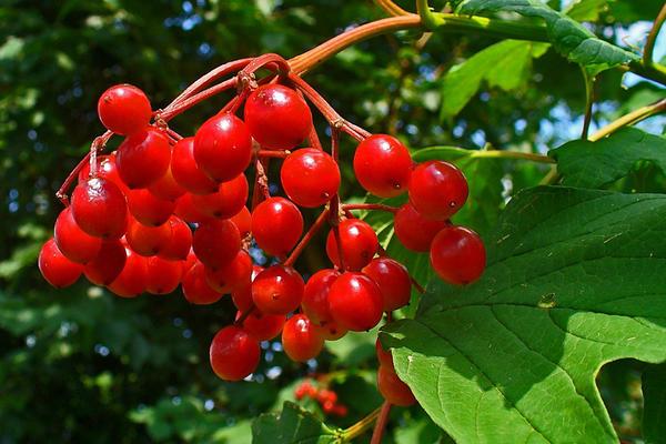 βρώσιμο κόκκινο viburnum 