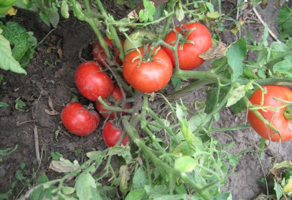 Arbustos de tomate enano de Mongolia