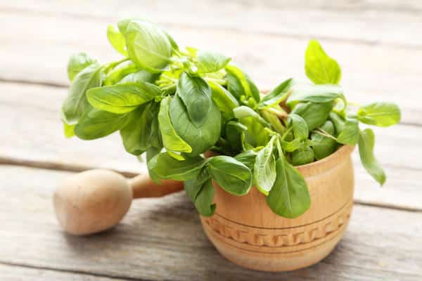 fresh basil leaves 