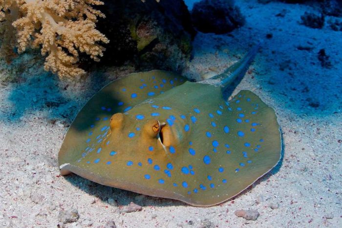 electric Stingray