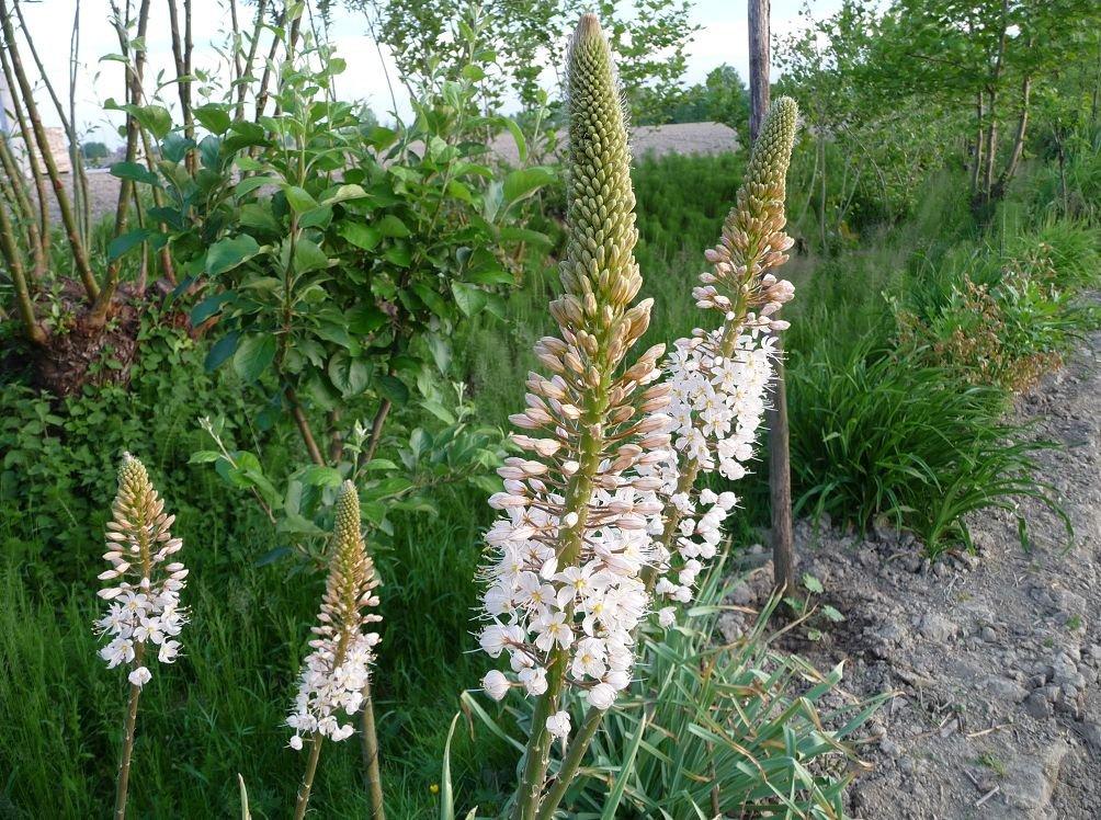 fehér virágú Eremurus 