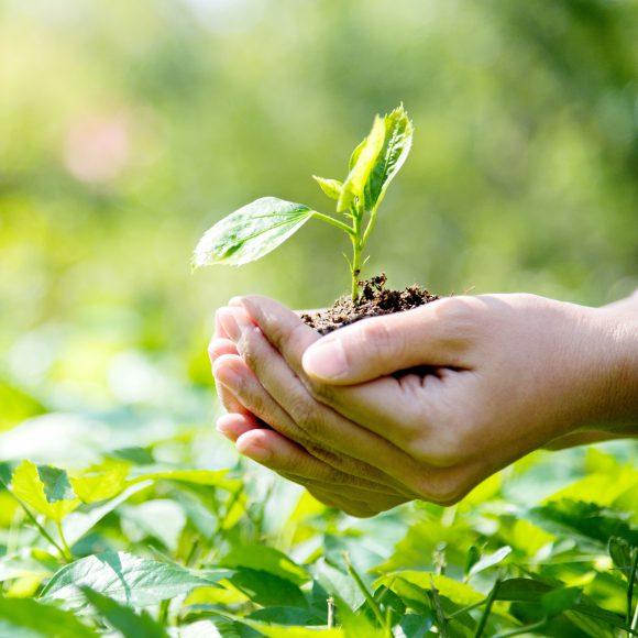 planta en un matraz