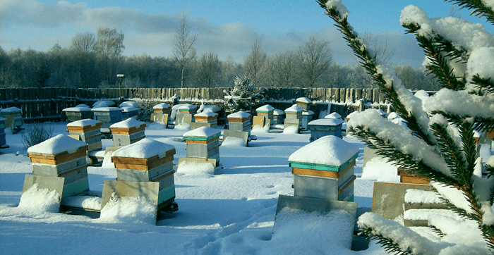 kalendaryo ng beekeeper noong Pebrero