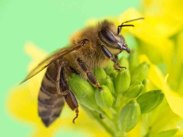 ¿A qué distancia vuelan las abejas de la colmena?