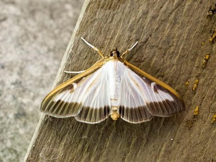 boxwood moth