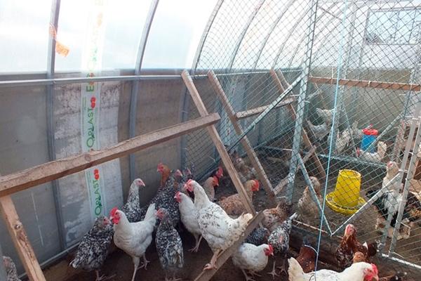 Installation of polycarbonate for a chicken coop