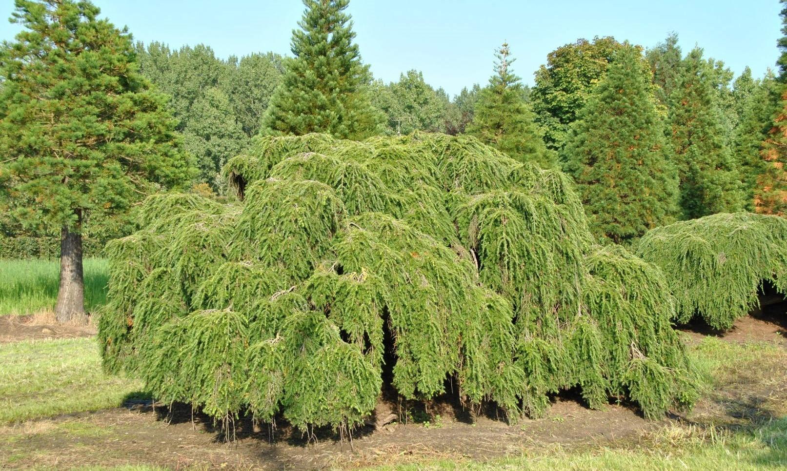 TOP 40 coniferous trees and shrubs with names, plant descriptions