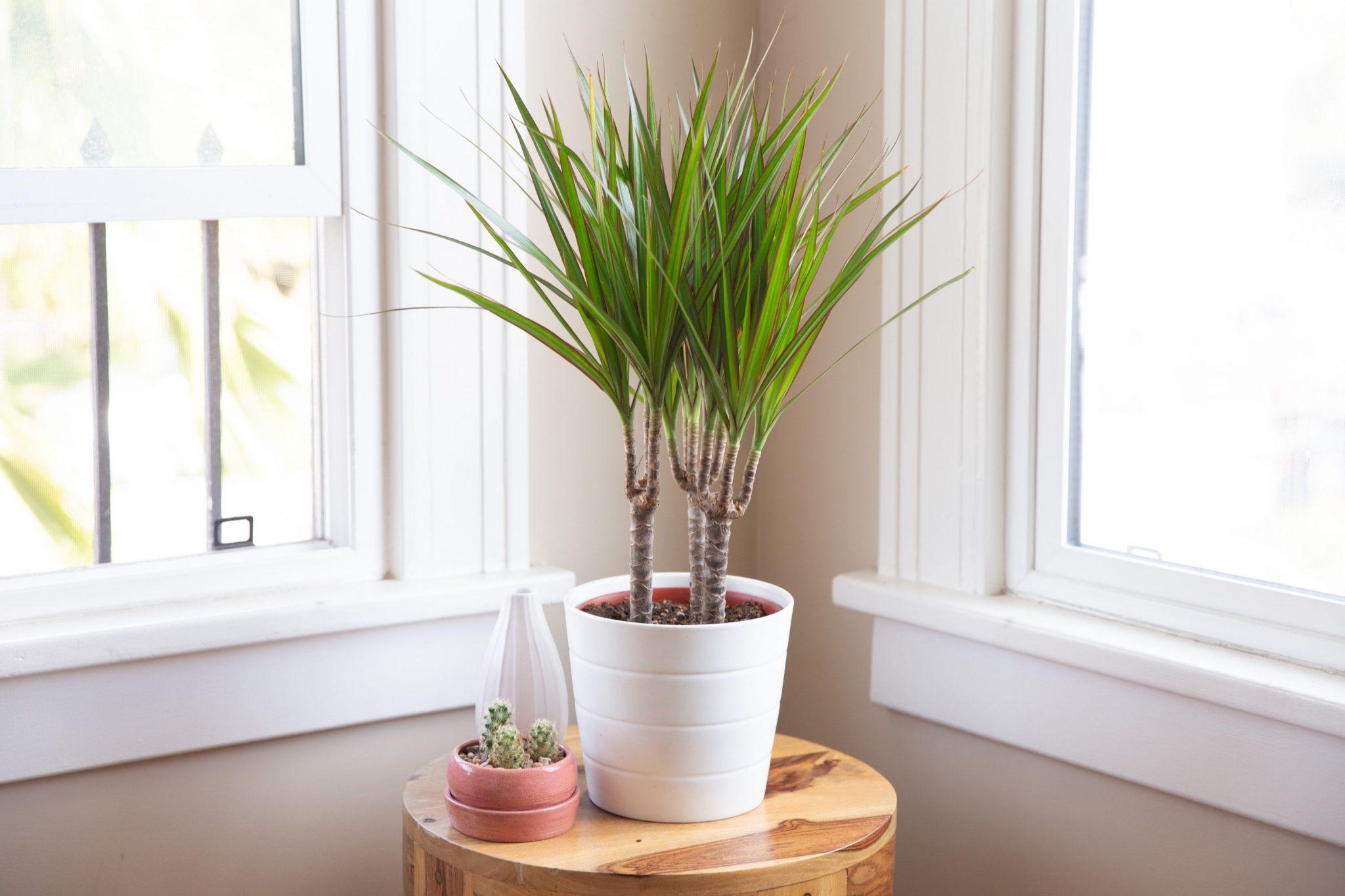 Dracaena doma