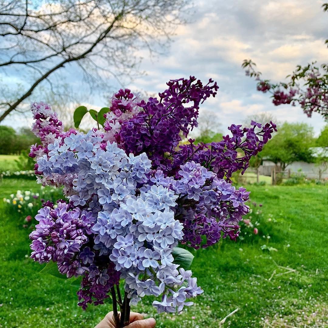 Plantación y cuidado de lilas.