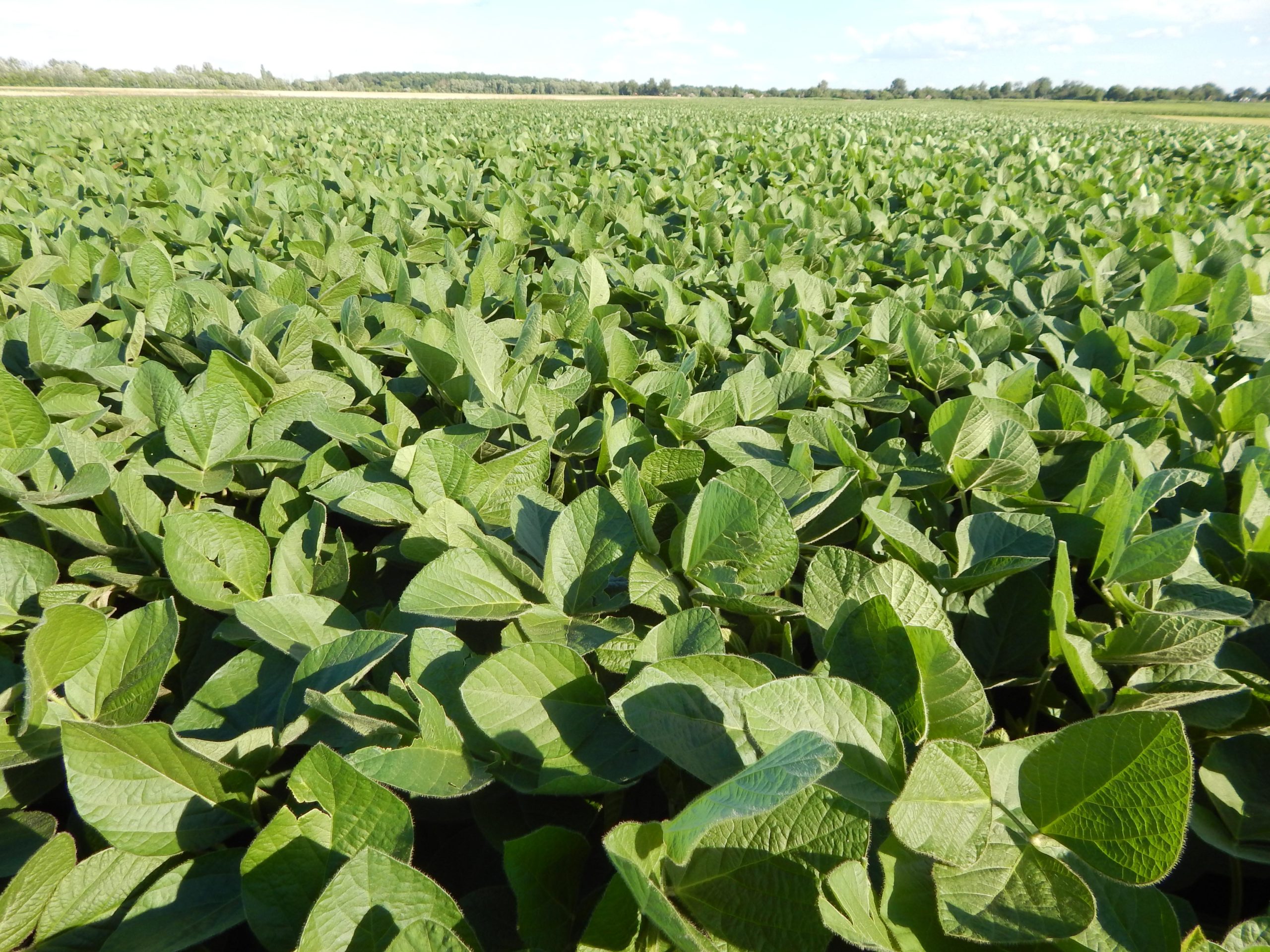 soybean - cultivation, varieties, processing, use