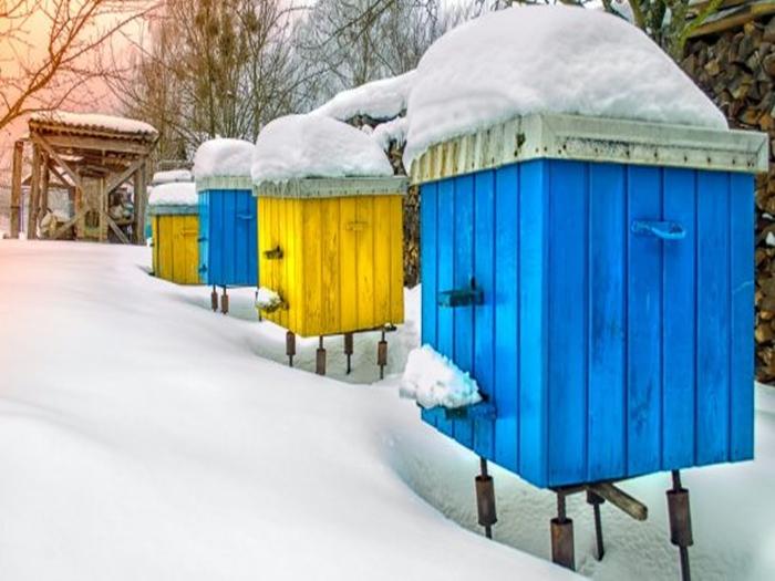 Überwinterung der Bienen