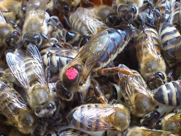 jak přidat královnu do úlu
