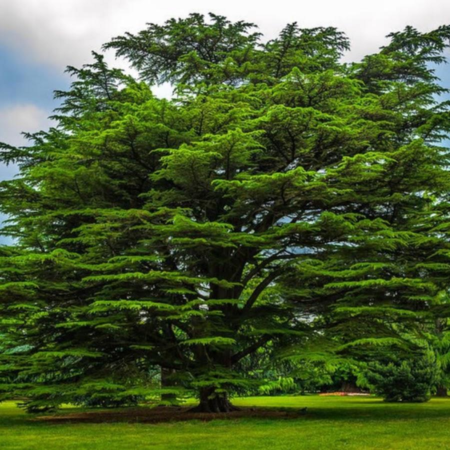 Lebanese cedar