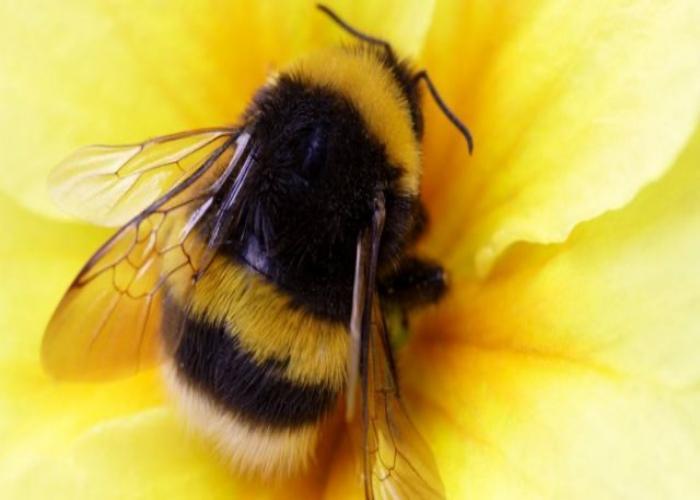 what does a bumblebee look like?