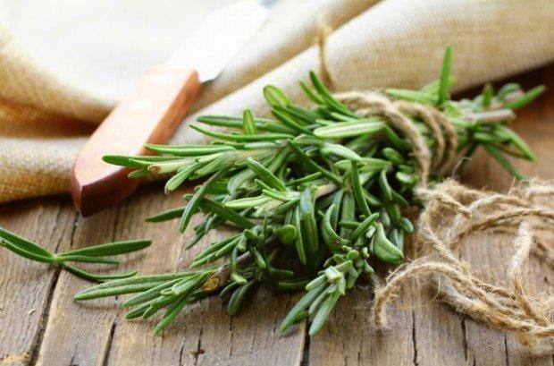 Medicinal properties and contraindications for the use of rosemary, benefits and harms