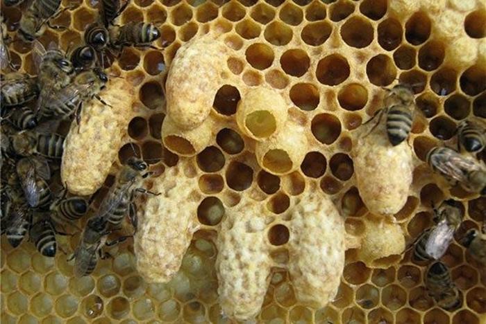 útok včel na úl, co dělat