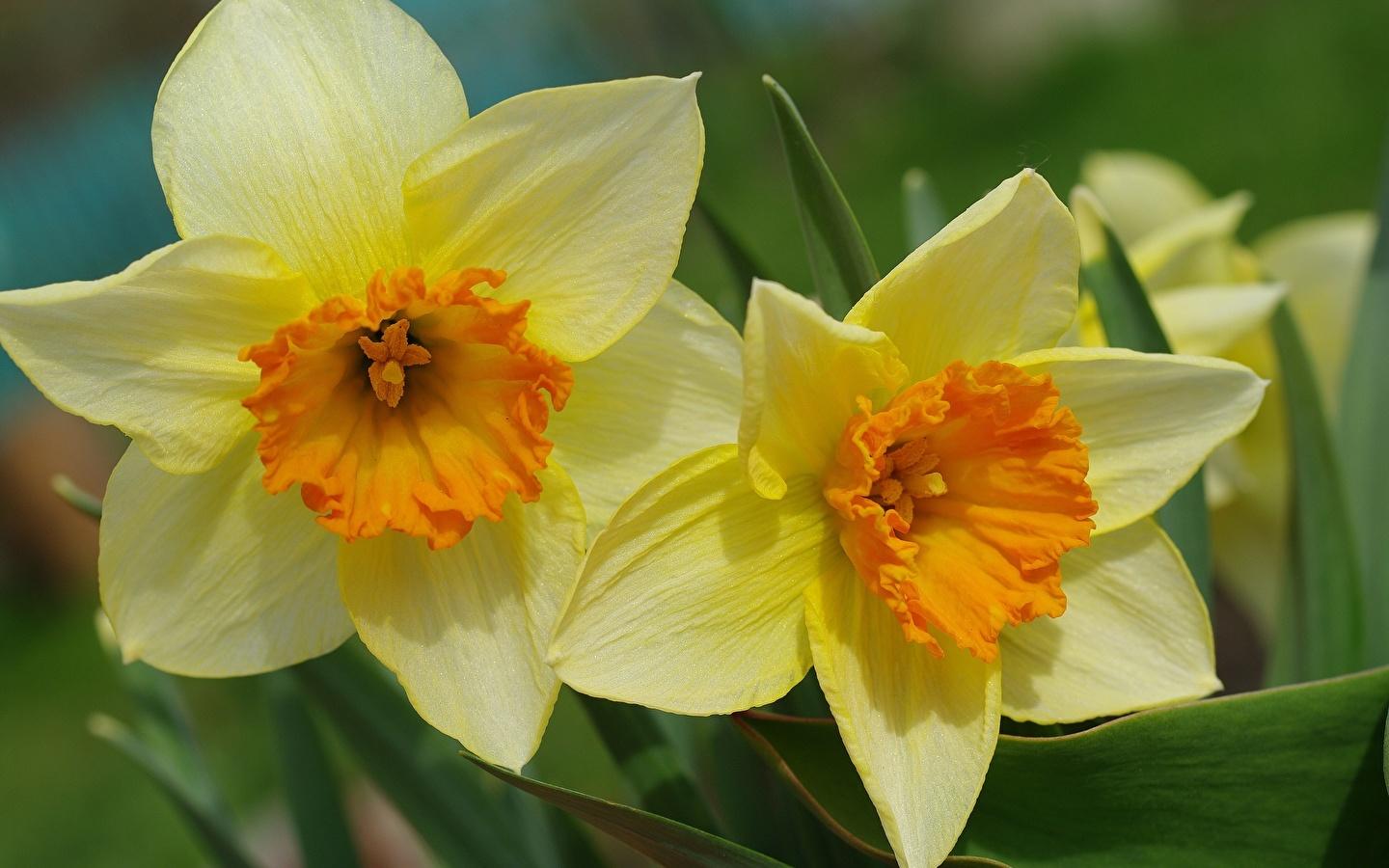 TOP 60 spring primrose flowers with names, descriptions and which ones to choose