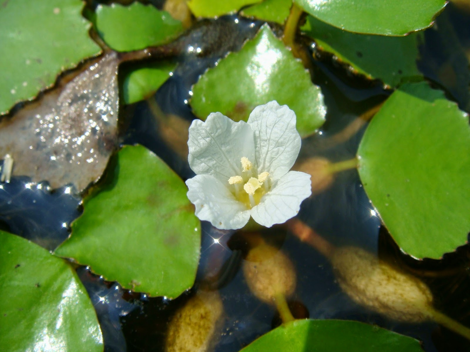 Wasserkastanie oder Chili