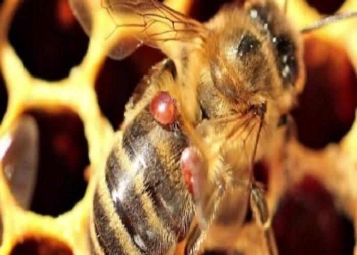 ošetření včel proti roztočům na podzim