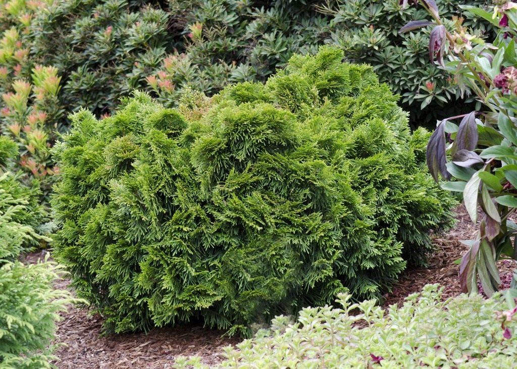 Description and varieties of dwarf pines, care and use in landscape design