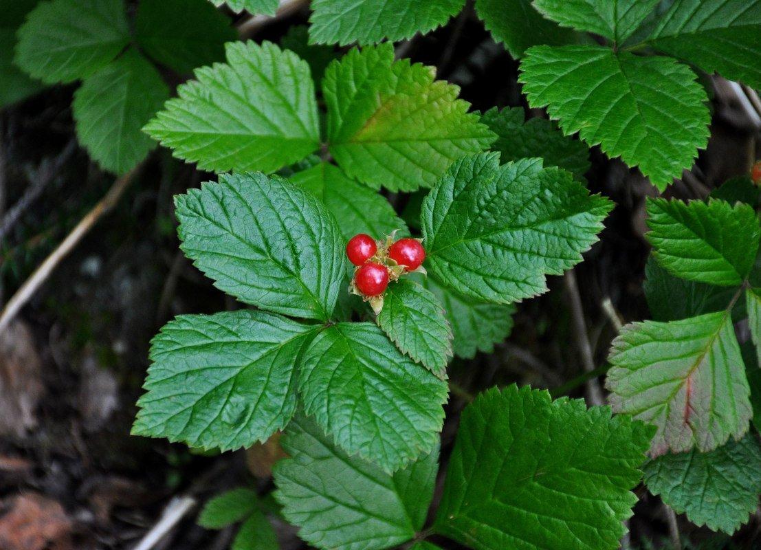 Stone berry