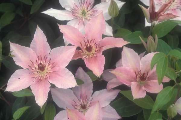 clematis rosa fantasia