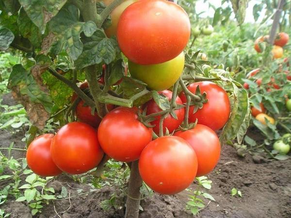 Tomatensorte für die Region Moskau