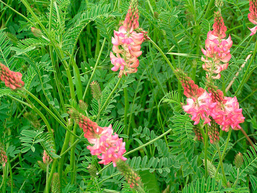 sandig sainfoin