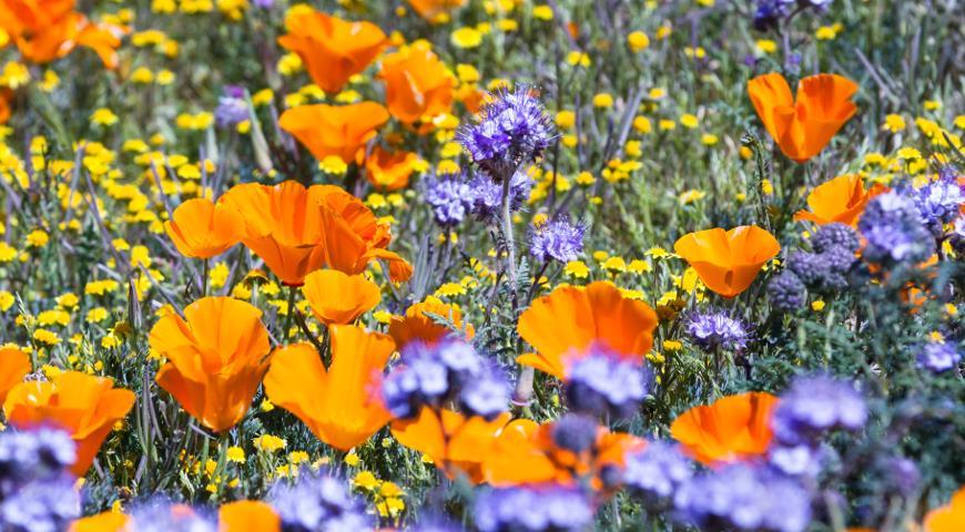 phacelia bilang isang halaman ng pulot